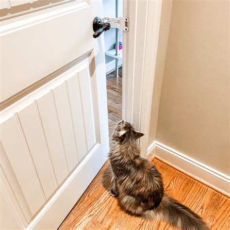 How Door Buddy Cat Door Prop Can Benefit Cat And Dog Owners