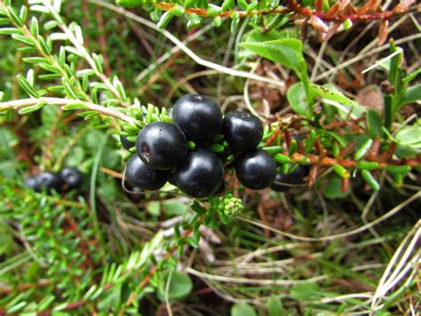 Crowberry