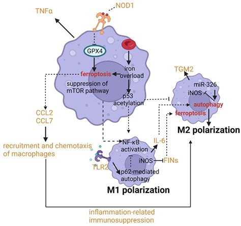 Frontiers The Crosslinks Between Ferroptosis And Autophagy In Asthma