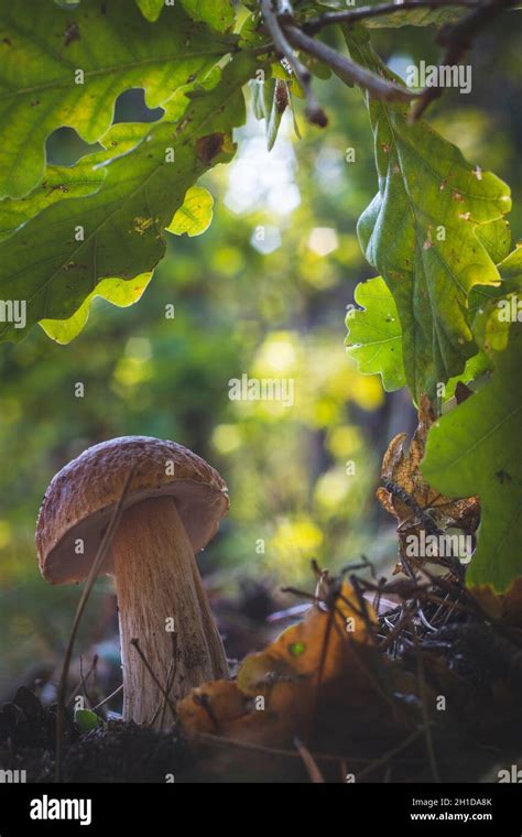 Edible Cep Mushroom In Oak Wood Royal Cep Mushrooms Food Boletus