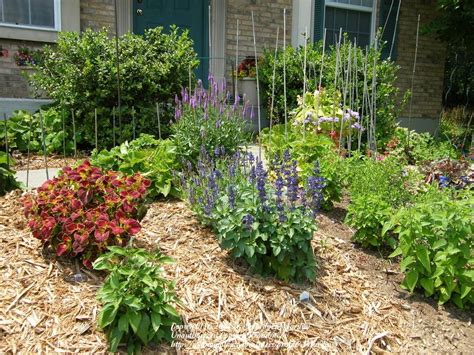 Blue Salvia Landscaping