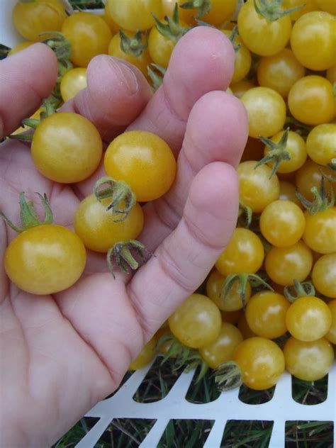 Tomate Coyote SEMENCES Le Potager Ornemental De Catherine