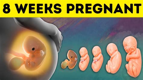 8 Weeks Pregnant Symptoms And Baby Development In First Trimester