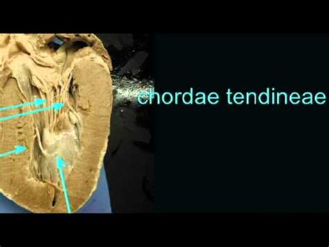 Chordae Tendineae