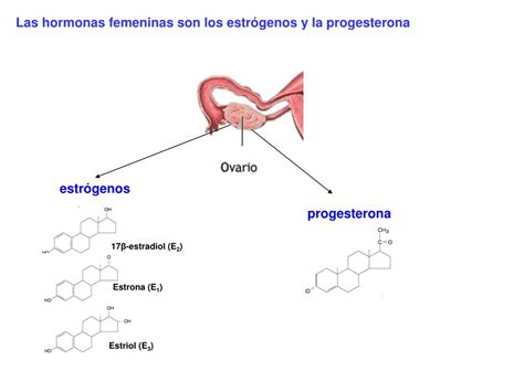 PPT - HORMONAS FEMENINAS PowerPoint Presentation, free download - ID ...