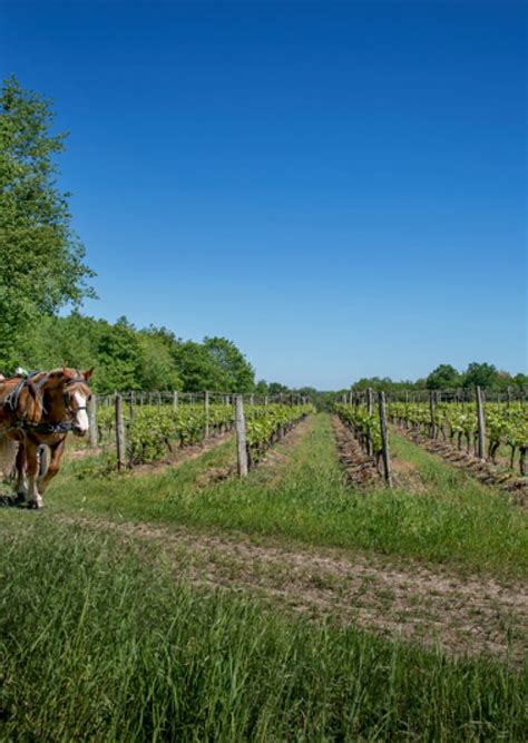 Balades en calèche dans les vignes avec Les Attelages des Caves aux