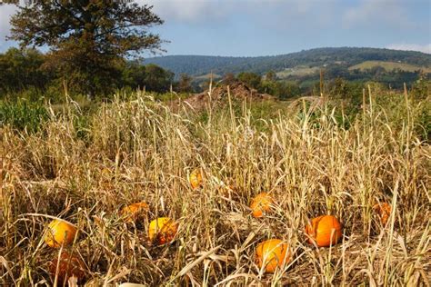 Landscape Virginia Field With Scattered Pumpkins Stock Photo Image Of