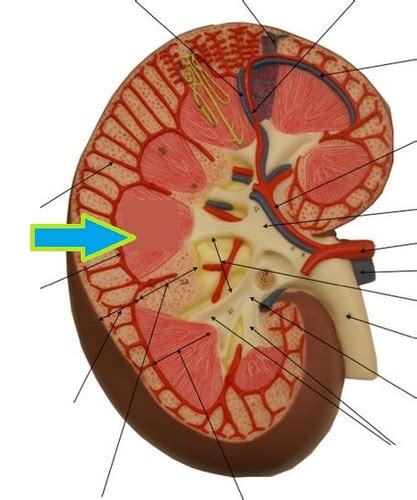 A Pii Lab Urinary Diagrams Flashcards Quizlet