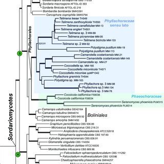 Phylogenetic Position Of Phyllachorales Within Sordariomycetes This Is