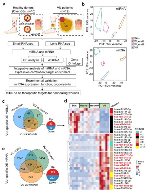 Paired Profiling Of Mirna And Mrna Expression In Human Wounds A