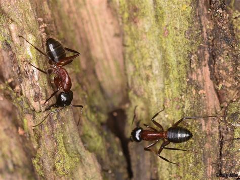 Camponotus Ligniperda Mravenec D Evokaz Formicidae Mravencovit