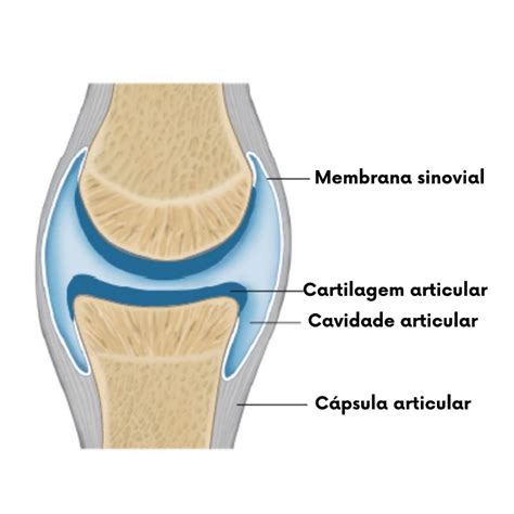 20 Classificação das articulações Anatomia Fisioterapia