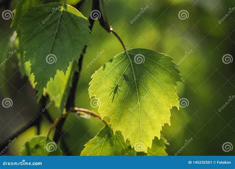 Birch tree leaves stock image. Image of leaf, close - 145232501