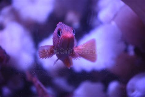 Curious fish stock photo. Image of curious, marine, tank - 80465944