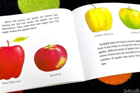 Fun Life Cycle Of An Apple Tree With Free Printable Activity