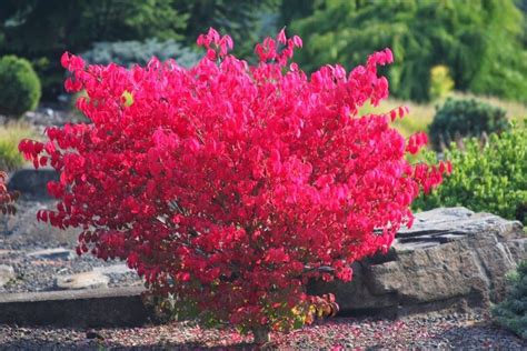 Little Moses Burning Bush Euonymus Alatus Odom Live Plant 4 Pot Size Plant Etsy