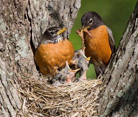 Bird Mating Behavior: Who's the Boss? All Birds, Love Birds, Pretty ...