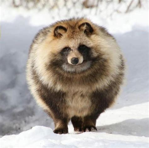 Absolute Tanuki Unit Rabsoluteunits
