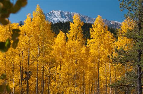 The Best Places To See Fall Colors In Colorado Springs Challenger Homes