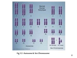 Chromosomal Sex Determination In Man PPT