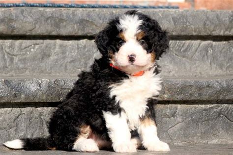 Mini Bernedoodle Puppies for Sale - Keystone Puppies