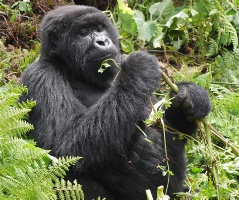 Mountain Gorilla Facts for Kids