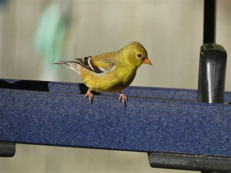 Nestwatch Female American Goldfinch Nestwatch