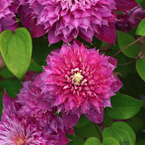 Клематис Хот Лав - купить в питомнике Royal Park