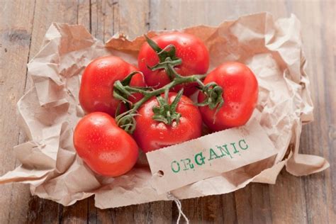 Como Cultivar Tomate Org Nico Living Seeds Sementes Vivas Sa