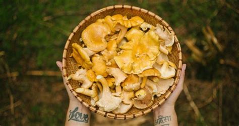 Edible Wild Mushrooms: 2 Categories & Their Benefits