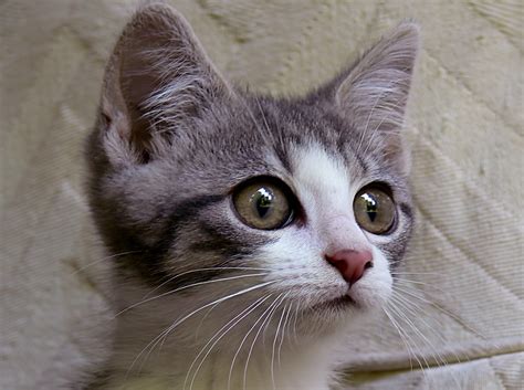 Bright eyes | Are Cats Nearsighted or Farsighted? Cat?s and … | Flickr