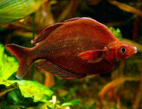 Red Irian Breeder Size Rainbowfish Arizona Aquatic Gardens