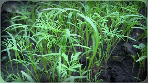 Выращиваем укроп, зеленый и пышный - YouTube