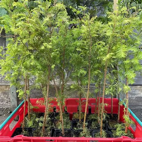 Dawn Redwood Tree Seeds X10 Yarrow Gardens