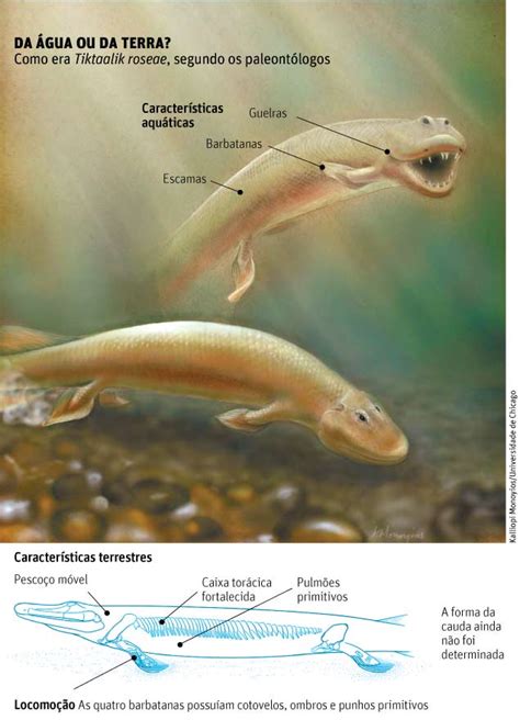 Primeiro Animal Da Terra - Primeiros Animais Terrestres Na Terra Kit 10 Livros Dinossauros Os