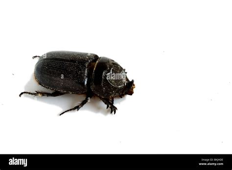 A Horned Beetle Stock Photo Alamy