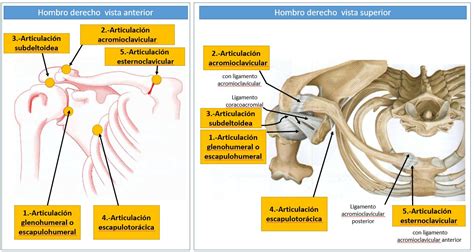 ARTICULACIONES DEL HOMBRO Dolopedia