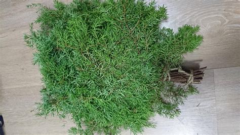 Можжевеловые веники для бани: как запарить веник из можжевельника ...