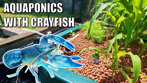 Emma S Crayfish Aquaponics Backyard Farm Youtube