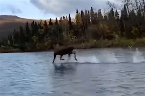 Moose ‘running On Water Is A Miraculous Sight Video New York Post