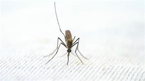 ¿Cómo hacer una trampa para eliminar a los mosquitos de tu hogar?
