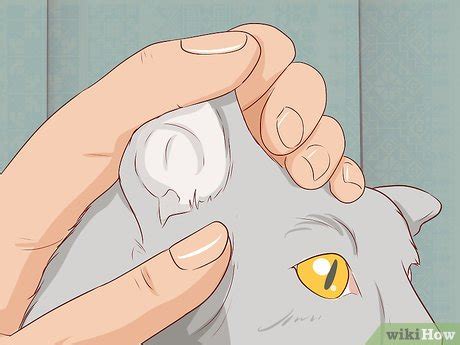 3 Ways to Care for a Cymric Cat - wikiHow Life