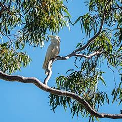 Category Cacatua Galerita In 7th Brigade Park Chermside Wikimedia