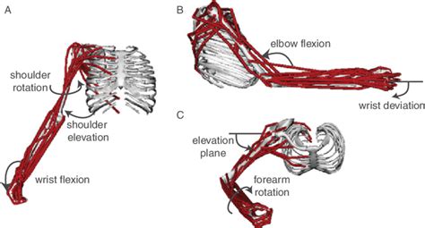 Musculoskeletal Model Of The Upper Limb The Dynamic Model Incorporates