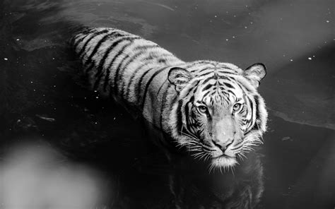 Siberian White Tiger 4k Wallpapers - Wallpaper Cave