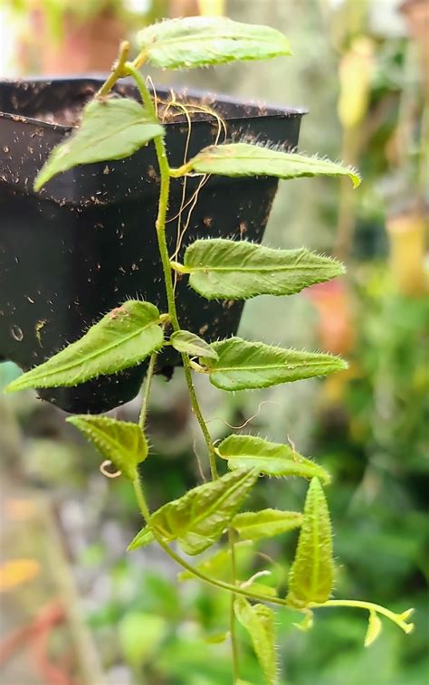Solanum evolvulifolium-TP-SOLEV