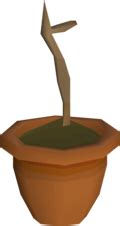 Teak sapling - OSRS Wiki