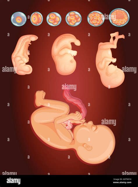 Diagrama Que Muestra Al Bebé Creciendo Dentro Del útero De La Mujer Imagen Vector De Stock Alamy