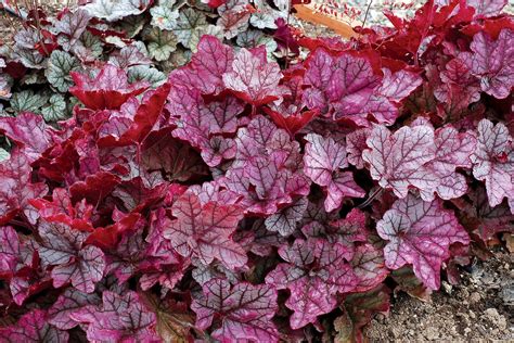 Гейхера Брессингхем (33 фото) » НА ДАЧЕ ФОТО