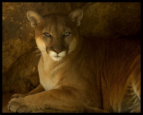 Animals World: MOUNTAIN LIONS IN MISSOURI